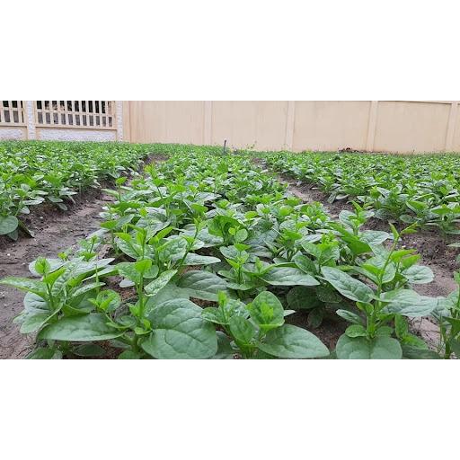 Hạt Giống Rau Mồng Tơi Gói 20g Dễ Trồng - Sinh Trưởng Khỏe