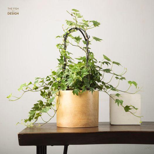 Chậu cây thường xuân dáng rủ mảnh mai hợp với những người mệnh Thủy, Mộc, biểu tượng cho tuổi trẻ, sự vĩnh hằng, sự may mắn, tài lộc | size LS | The Fish Design