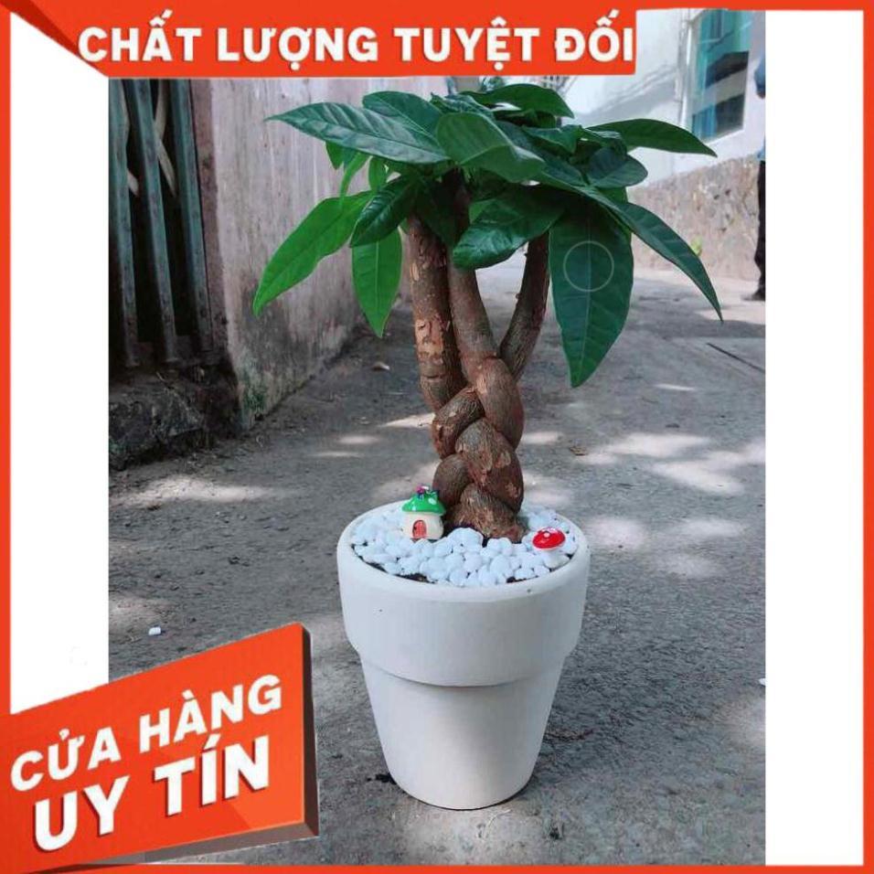 Chậu kim ngân thắt bím 3 thân Nhiều Người Mua