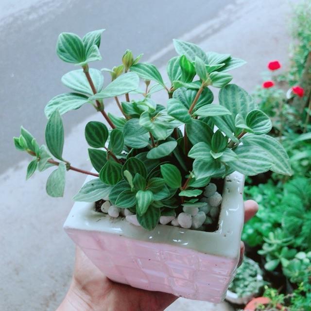 Chậu Cây Hột Xoàn