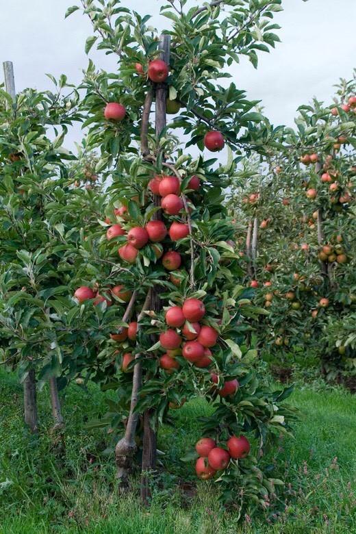 Cây giống táo đỏ nhật bản cây đẹp chuẩn giống