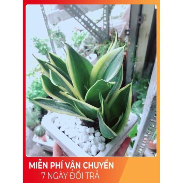 Chậu Lưỡi Hổ Thái Xanh