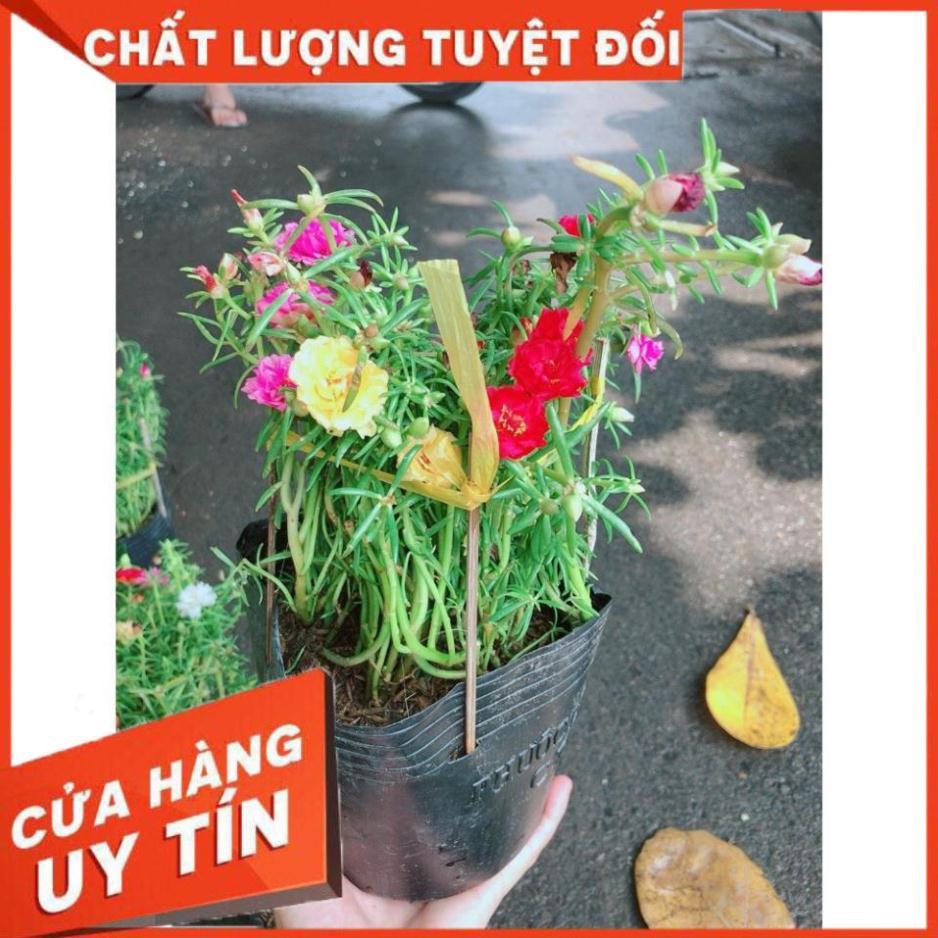 Hoa Mười Giờ Đẹp