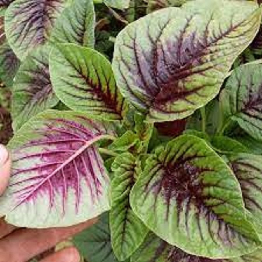 Hạt giống rau dền khoang dể trồng- gói 20 gram