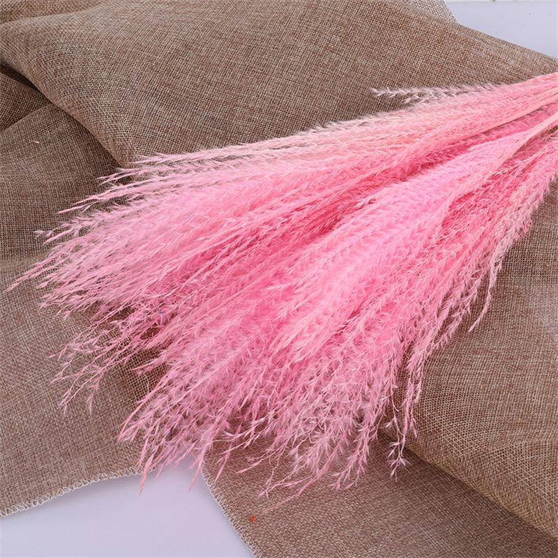 Tự Nhiên Đánh Hoa Khô Reed Pampa Secas Navidad Pampas Cỏ Trang Trí Tiệc Cưới Hoa Déco Artificielles Giáng Sinh