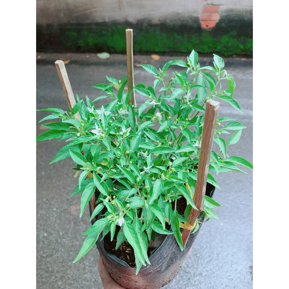 Bụi Ớt Hiểm