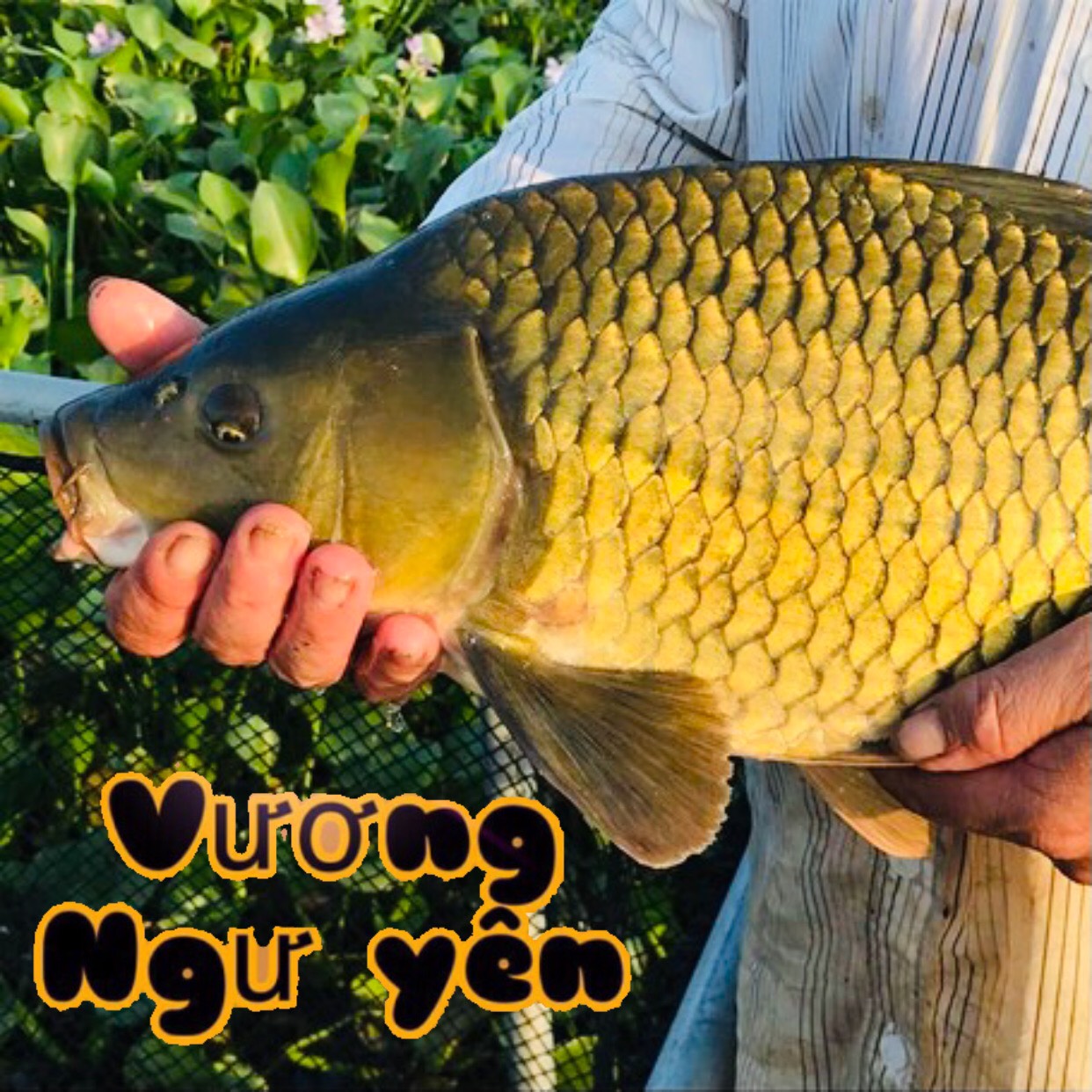 ( 20gói giá sỉ )10kg mồi thơm câu cá hương hoa chuyên Diếc, Chép, Mè Vinh/Vương Ngư Yên / bột câu cá