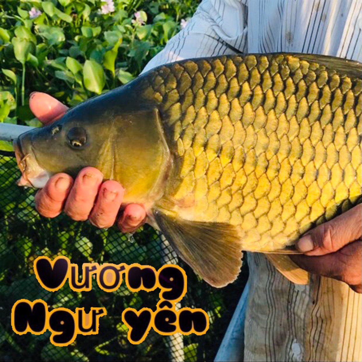 2 gói - 1kg Bài Mồi câu cá chuyên Chép -  Vương Ngư Yên / bột câu cá / cước / thẻo / cần câu / ô dù / ghế câu / lưỡi câu