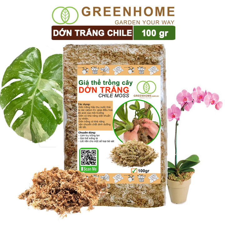 Dớn trắng Chilê, gói 100gr, đã qua xử lý, giữ ẩm tốt, kháng khuẩn tự nhiên, trồng lan, kiểng lá hiệu quả |Greenhome