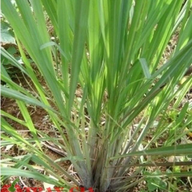 1kg sả tươi sạch  bao gồm cả củ, thân và lá - cây nhà trồng
