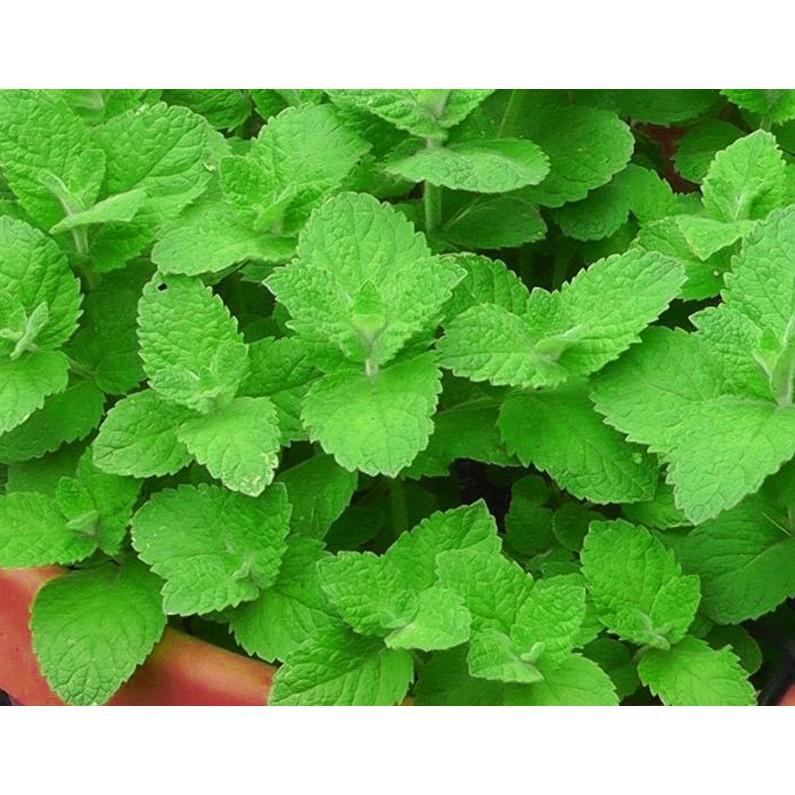 0.1g Hạt Giống Húng Bạc Hà