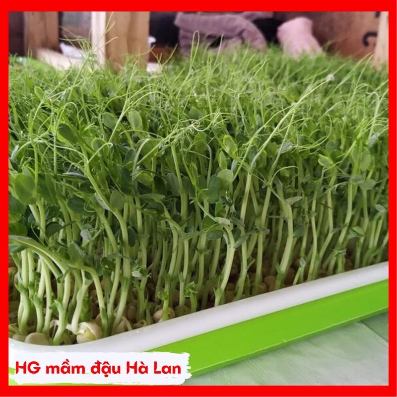 Hạt giống rau mầm các loại thu hoạch sau 7-10 ngày gieo.