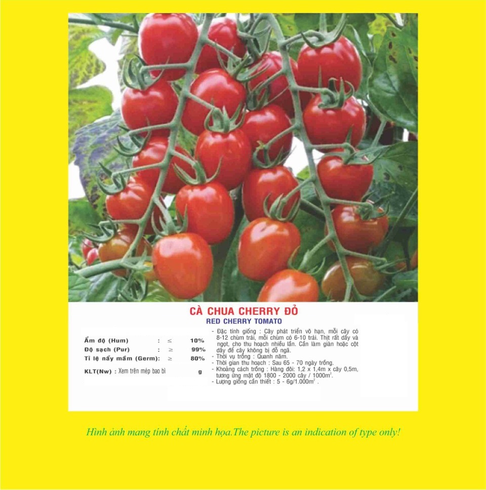 Hạt giống cà chua cherry đỏ trái dạng chùm VTP14