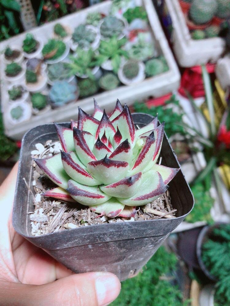 Sen Đá Đế Vương