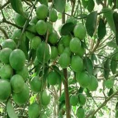 CÂY GIỐNG CHANH KHÔNG HẠT QUẢ CHÙM