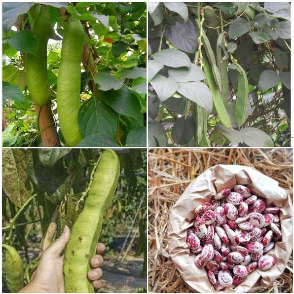 Hạt Giống Đậu Ngự 100% Nảy Mầm -