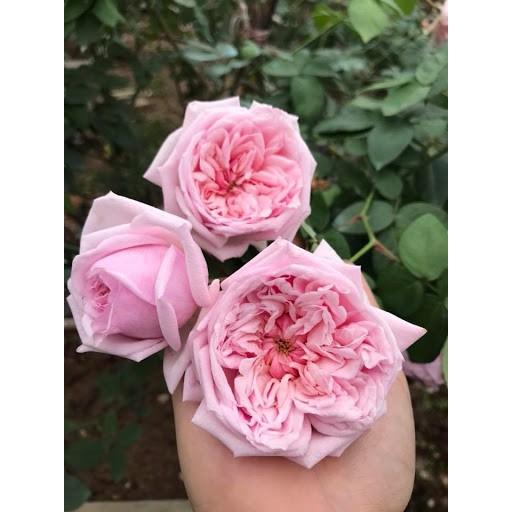 COMBO 3 CÂY GIỐNG Hoa hồng cổ Bạch Vân Khôi