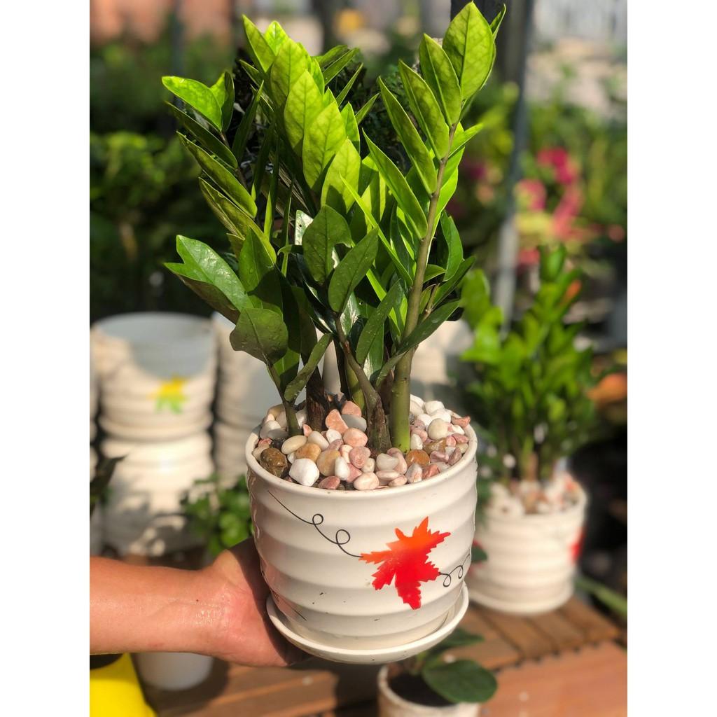 Chậu sứ cây Kim Tiền to tặng kèm đá trang trí