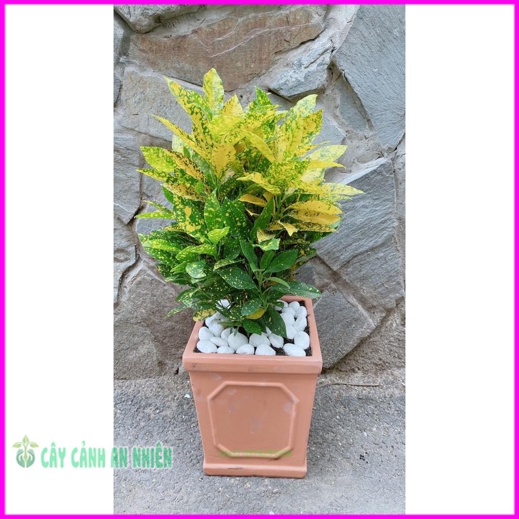 Chậu Cây Vàng Bạc