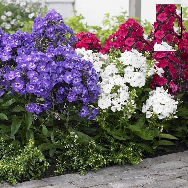 Hạt Giống Hoa Thanh Trúc Nhiều Màu CT462 - Gói 50 hạt