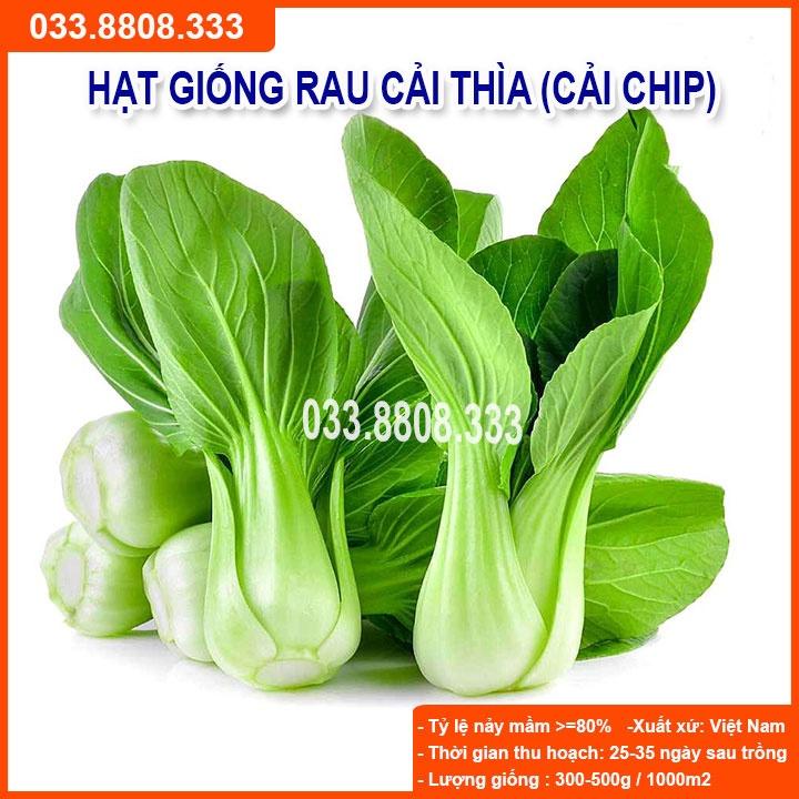 Hạt Giống Cải Thìa 20g - Cải Trồng Chậu