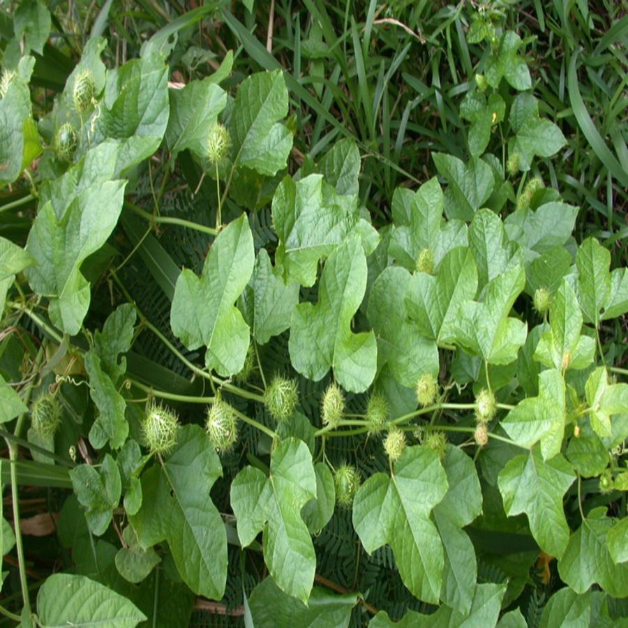 Cây Lạc Tiên Khô Chữa Mất Ngủ