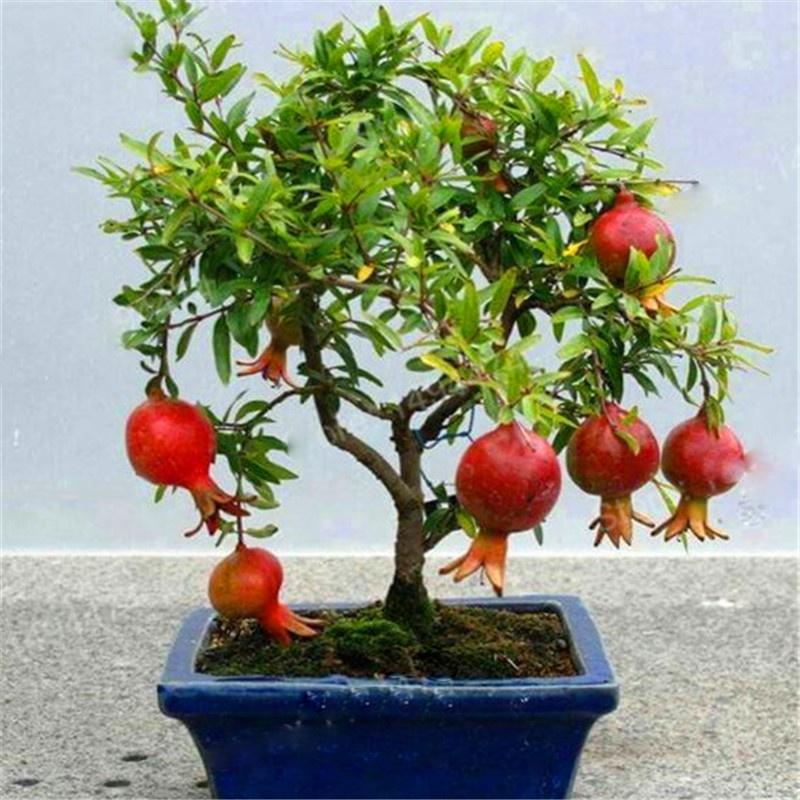 Hạt Giống Cây Lựu Lùn Bonsai KNS3495 - Gói 5 hạt