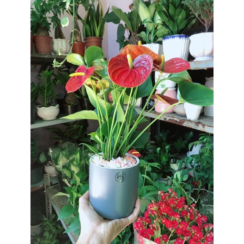 Chậu Cây Hồng Môn