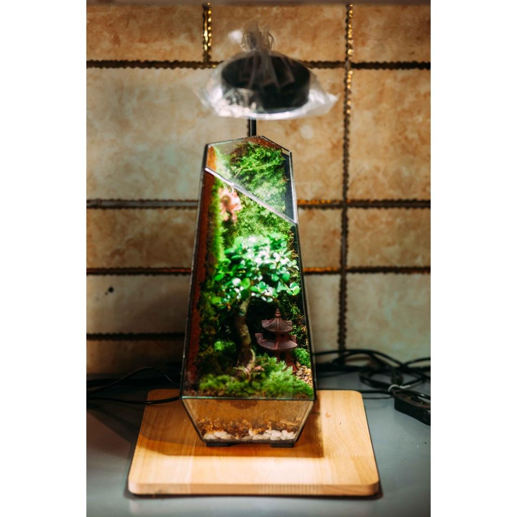 COMBO TỰ SET TERRARIUM-VƯỜN NHIỆT ĐỚI