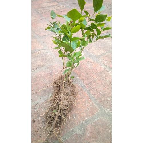 Cây giống hoa Lài Tiểu Thơ