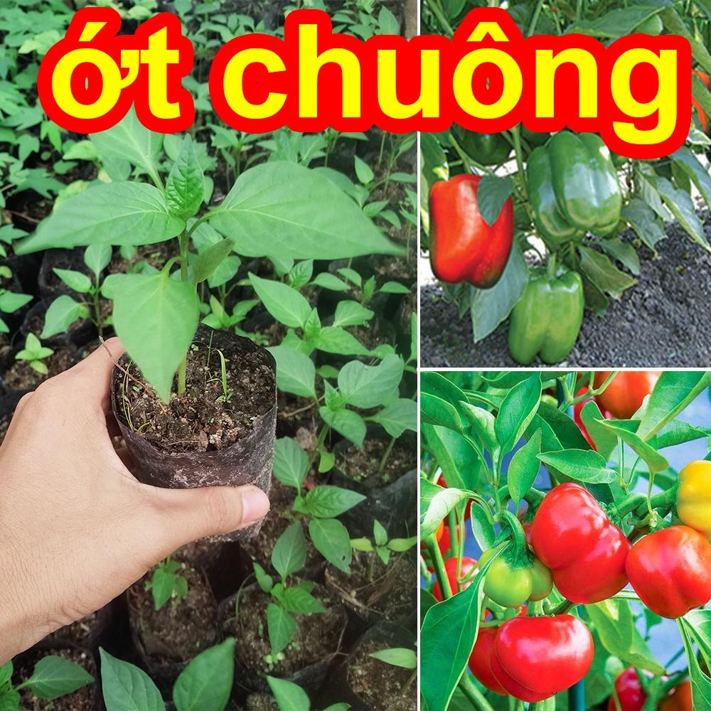 Combo 5 Cây Giống Ớt Chuông ( Hư 1 đổi 1 )