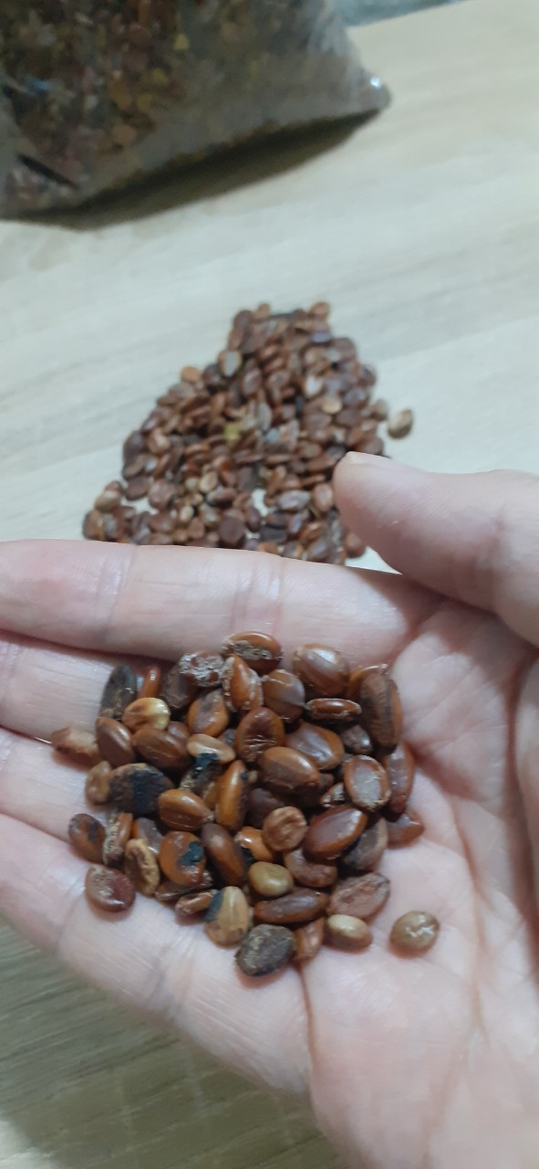 Hạt giống muồng hoàng yến