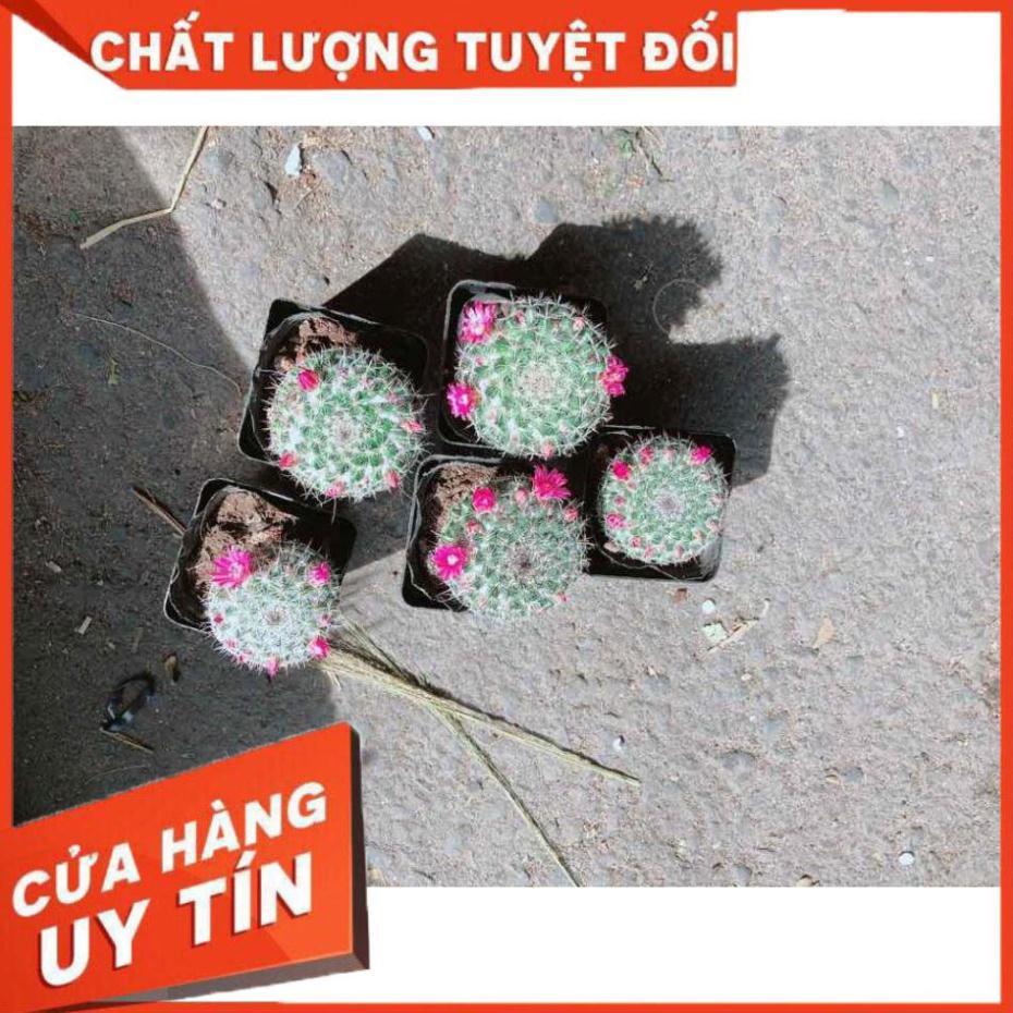 Xương rồng nhỏ có hoa Nhiều Người Mua
