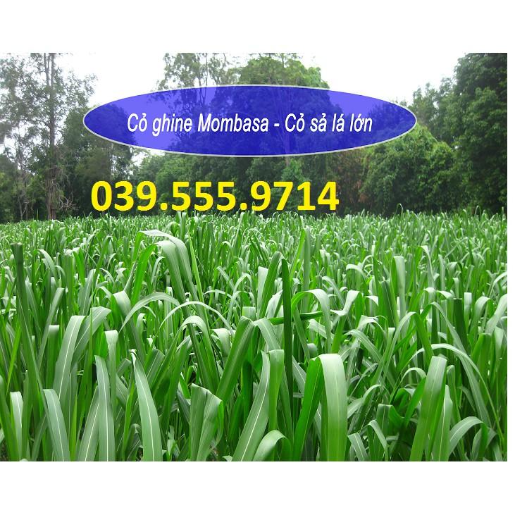 Hạt Cỏ Sả Lá Lớn Mombasa Ghine 200g