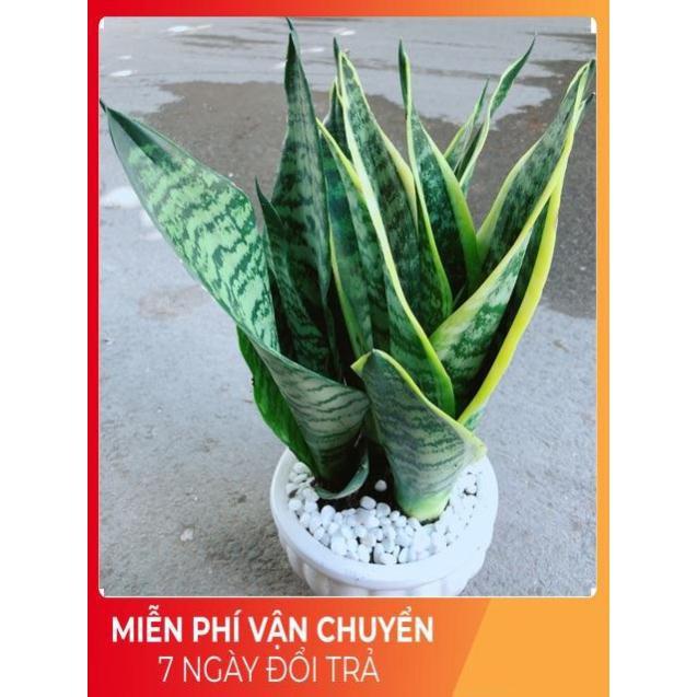 Chậu Lưỡi Hổ