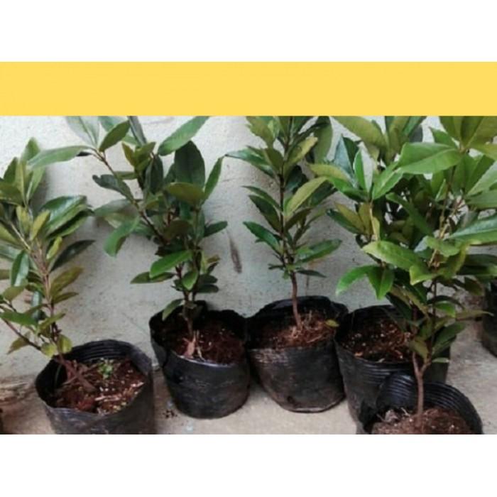 Cây giống CHERRY Brazil chịu nhiệt - Cây giống F1- hàng nhập khẩu