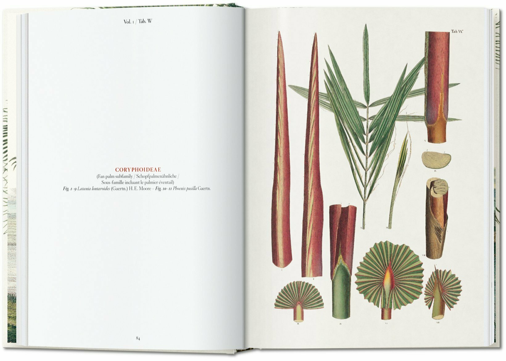 Artbook - Sách Tiếng Anh - Martius. The Book of Palms. 40th Ed.