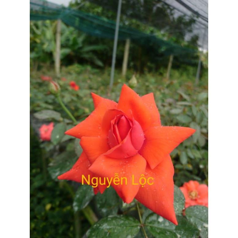 Cây hoa hồng cổ Tàu