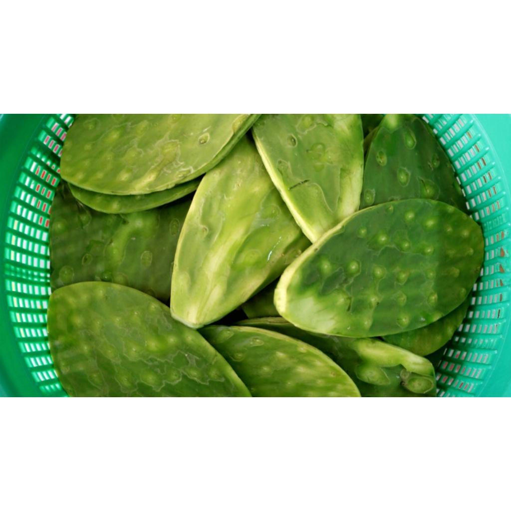 Cây giống rau lưỡi long - món ăn đặc sản bình định