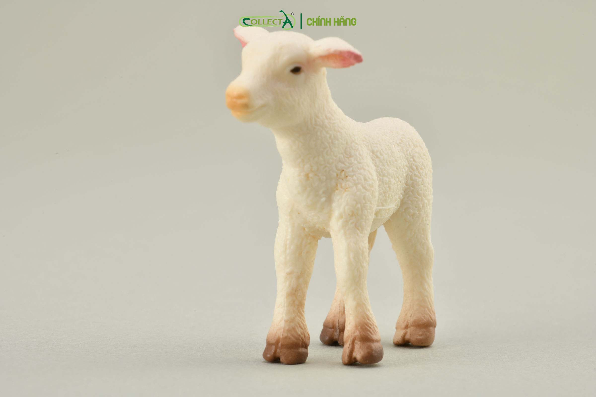 Mô hình thu nhỏ: Cừu con - Lamb, hiệu: CollectA, mã HS 9650171[88009] -  Chất liệu an toàn cho trẻ - Hàng chính hãng