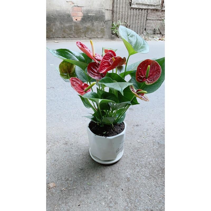 Chậu Hồng Môn