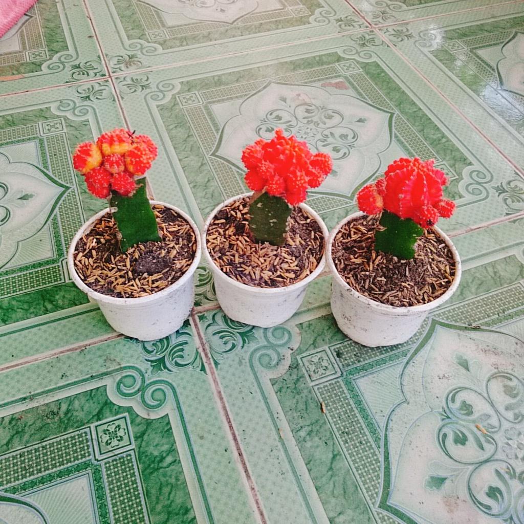 Xương Rồng Hồng Ngọc - cây cảnh mini để bàn
