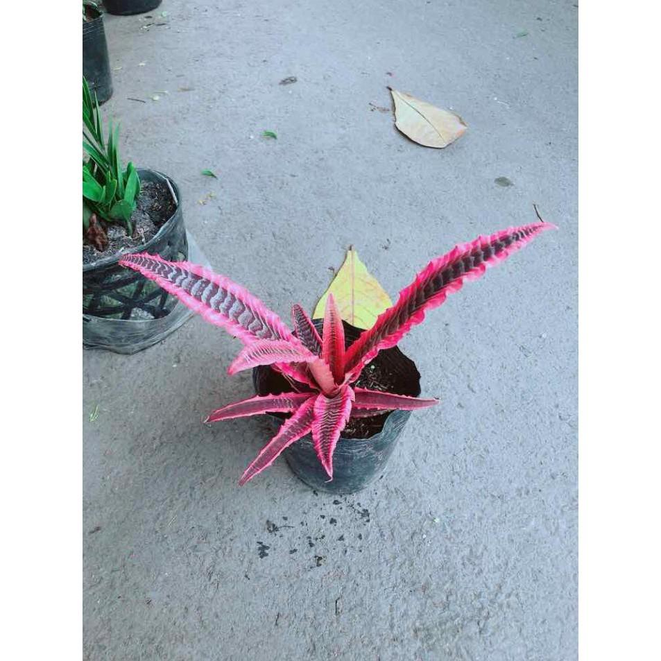 Cây Dứa Đuôi Phụng Bán Chạy