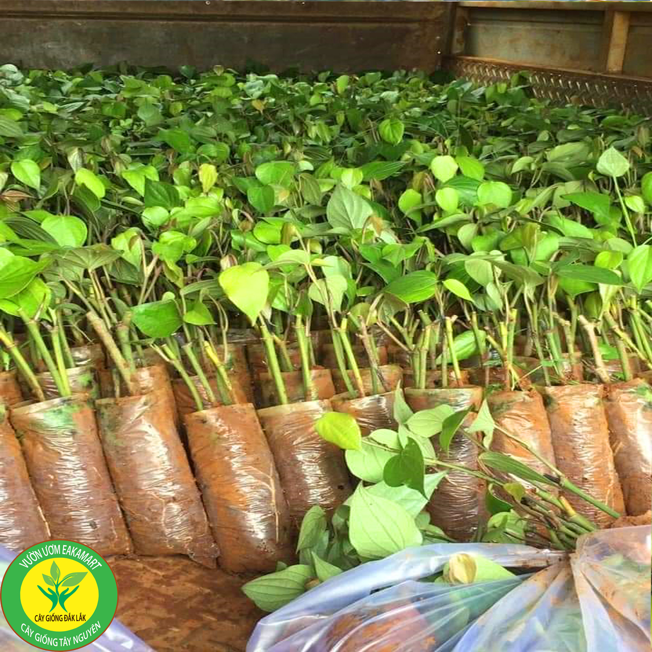 Giống tiêu Srilanka giống hồ tiêu năng suất cao nhất