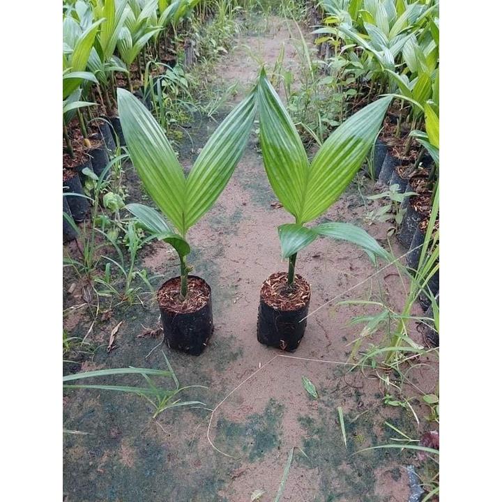 GIỐNG CAU CAU LÙN TỨ QUÝ