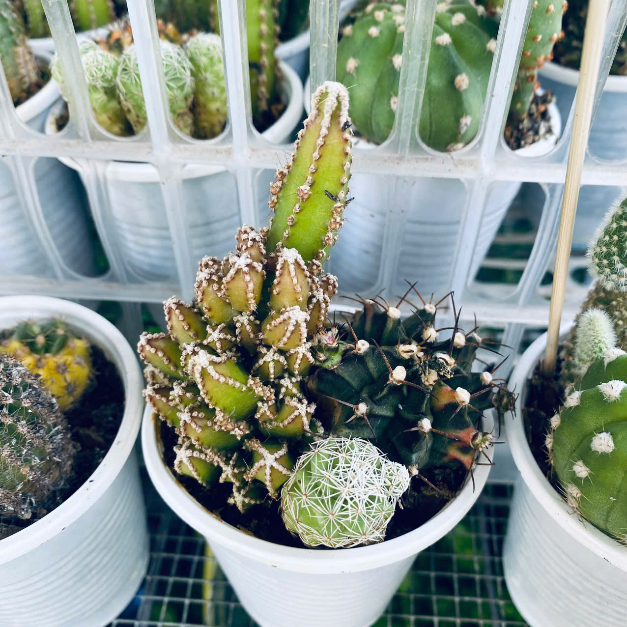 Xương Rồng Mix 3 Loại Chậu 6.5cm – Combo Cây Mini Dễ Thương Dễ Chăm, giao ngẫu nhiên Mam Xinh