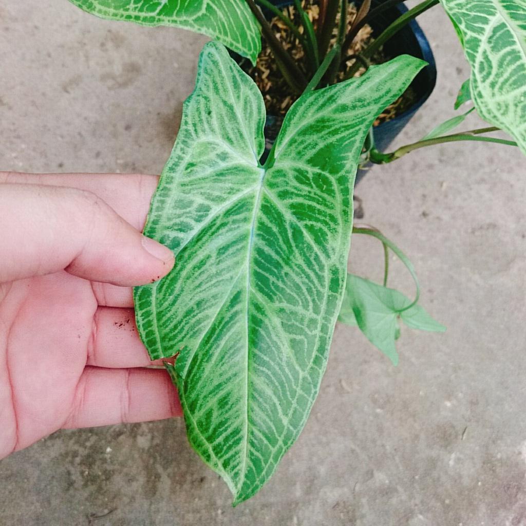 Cây Trầu Bà Thái - cây cảnh để bàn + tặng phân bón cho cây