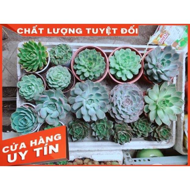 Sen Đá Size Đại