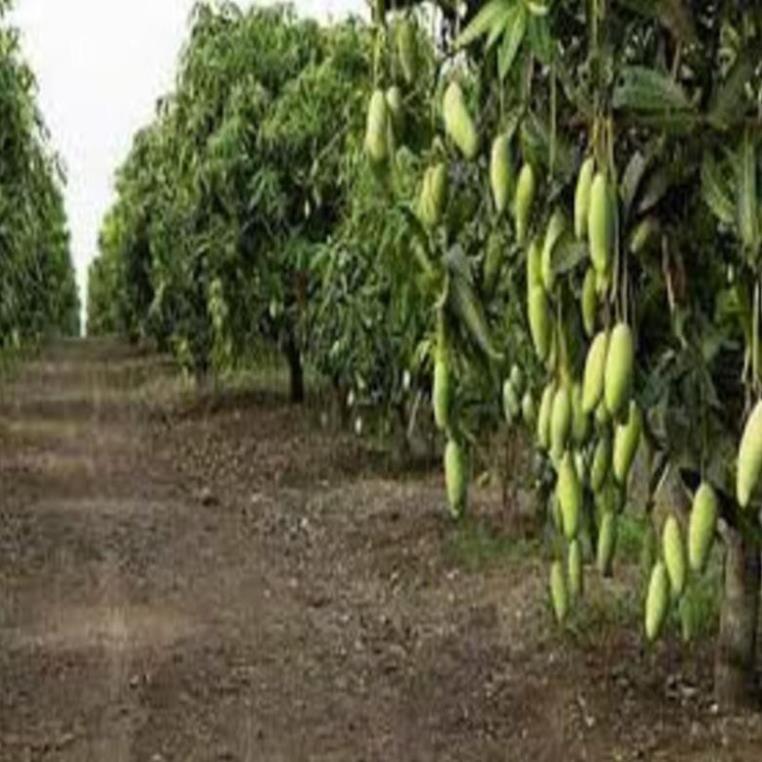 Gây giống Xoài Đài Loan bầu đất cây sai quả cho năng suất cao