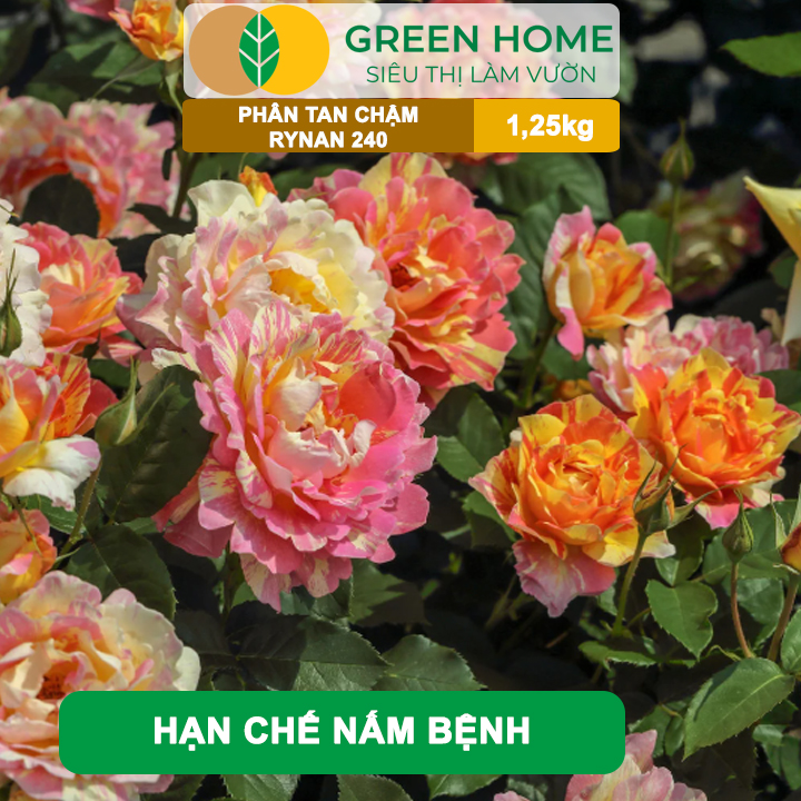 Phân Tan Chậm GreenHome, Rynan 240, Hũ 1,25kg, Dùng Cho Hoa Hồng Ra Hoa Đều Và Màu Sắc Rực Rỡ